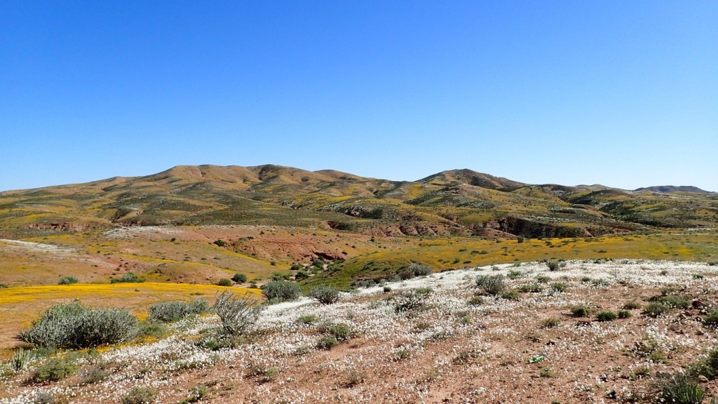 Wildflowers in the desert west of Richtersveld National Park