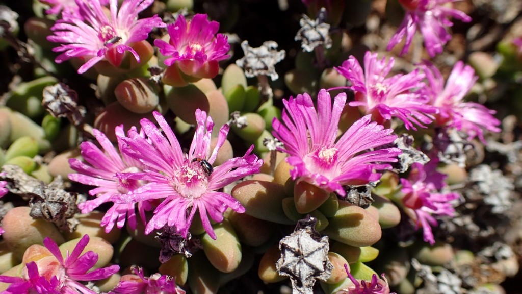 Wildflowers in Richtersveld