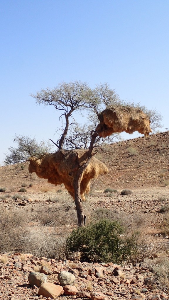 Birds nests. There are not many trees in this area of Namibia, but we past several of these enormous birds nests, we do not know what bird (or birds) build them.