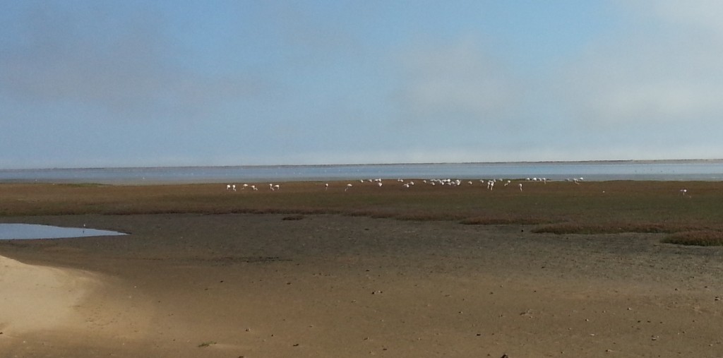 Pinkish Flamingos south of Walvis bay