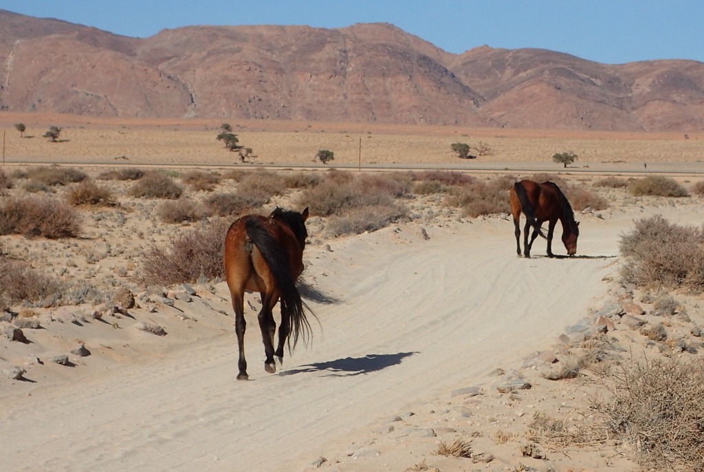 Wild Horses in the Nambian desert