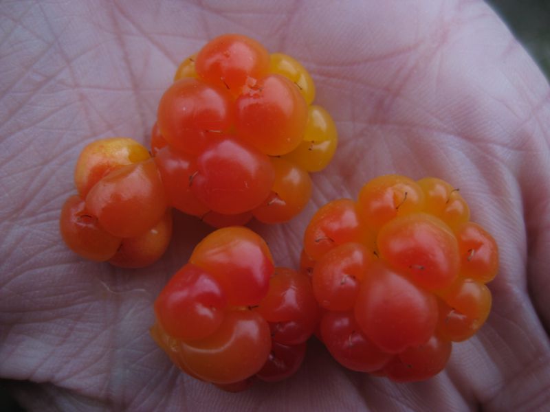 Cloudberries we picked at last nights camp