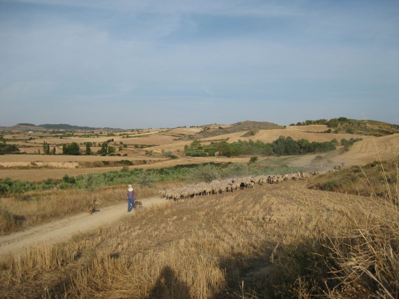 sheep-shepard